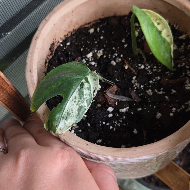 Photo of the plant species Marble Epipremnum Pinnatum by @NewRadish28 named King Titus on Greg, the plant care app