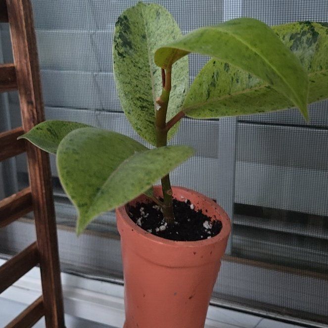 Photo of the plant species Ficus elastica 'Shivereana' by @NewRadish28 named Daphne on Greg, the plant care app