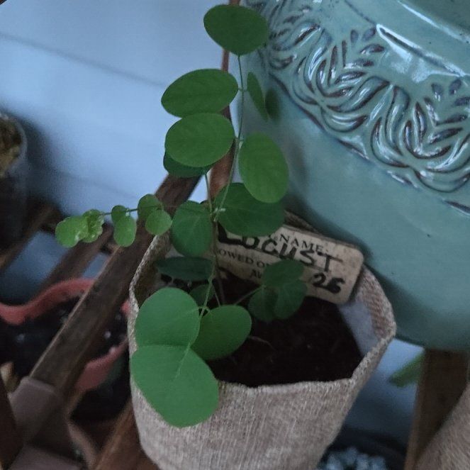 Photo of the plant species False Acacia by @NewRadish28 named Khaleesi on Greg, the plant care app