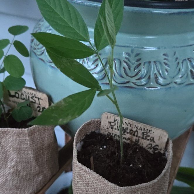 Photo of the plant species Gray Pigeon Pea by @NewRadish28 named Fernie Mac on Greg, the plant care app