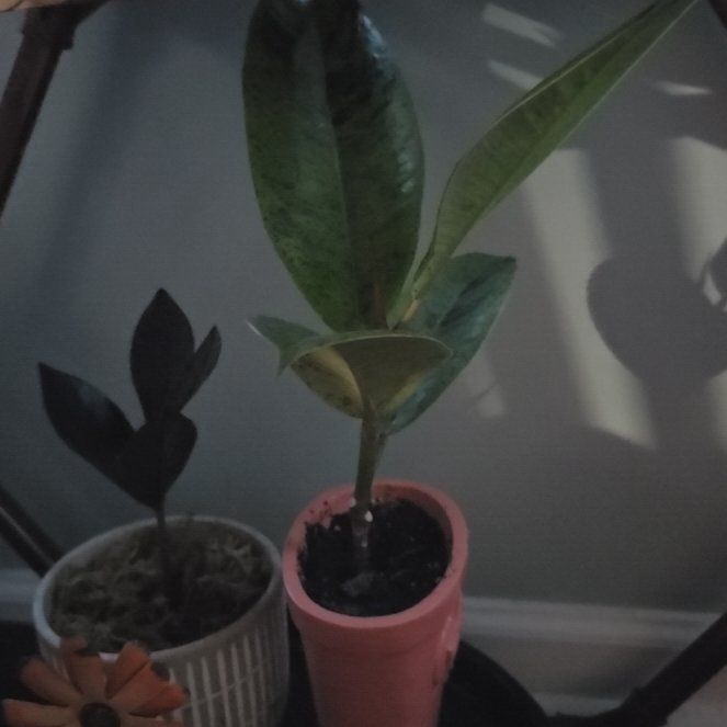 Photo of the plant species Ficus elastica 'Shivereana' by @NewRadish28 named Bootsy on Greg, the plant care app