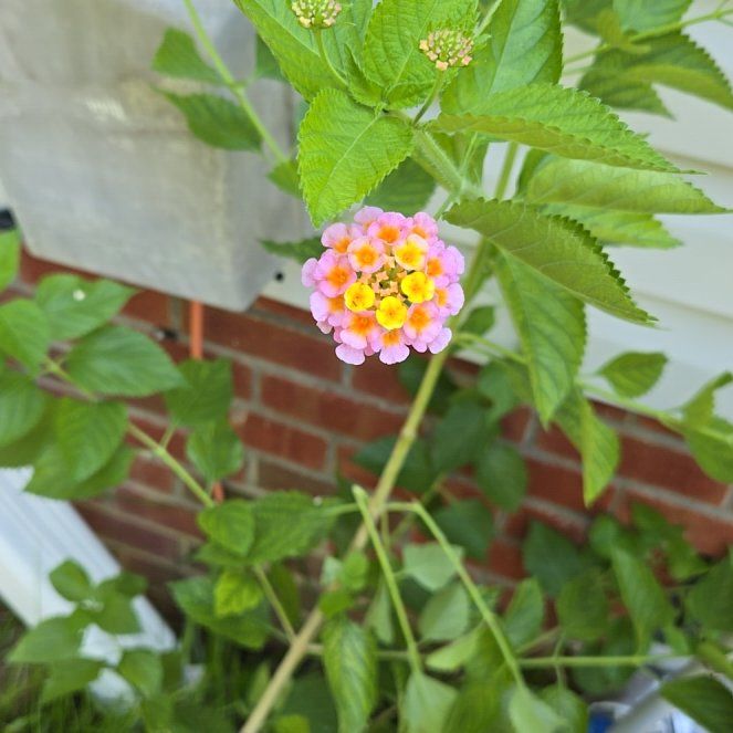 Photo of the plant species Lantana by @NewRadish28 named Cleopatra on Greg, the plant care app