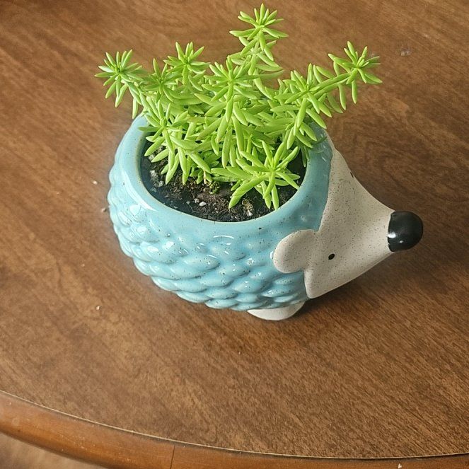 Photo of the plant species Thyme 'Lemon' by @PoisedPlanera named Emerson on Greg, the plant care app