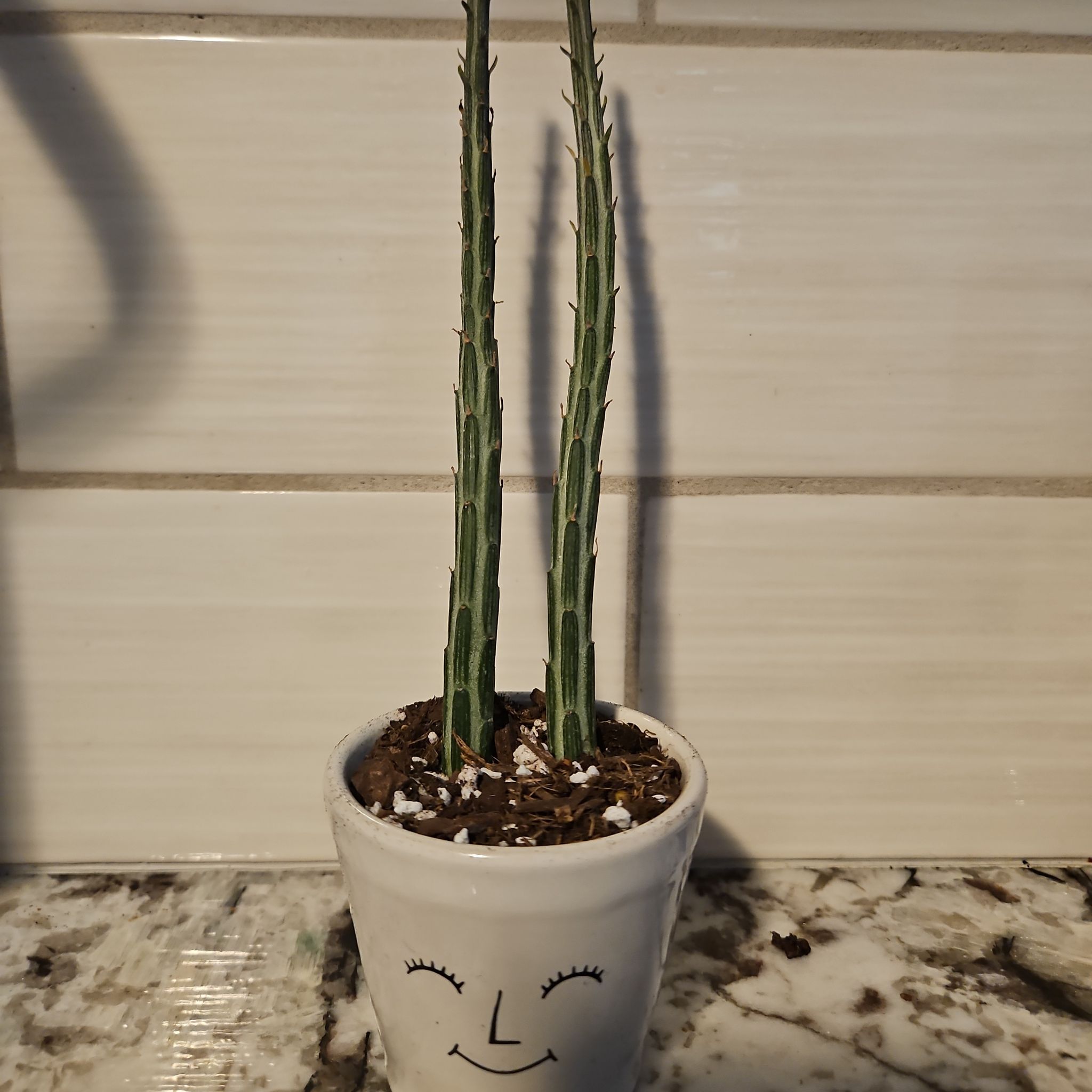Photo of the plant species Pickle Plant by @PoisedPlanera named Pickle Rick on Greg, the plant care app