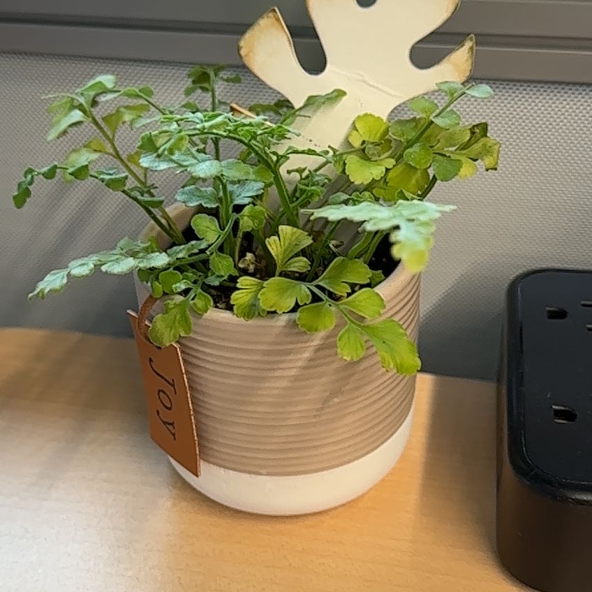 Photo of the plant species Austral Gem by @WiredTukauki61 named Joy on Greg, the plant care app