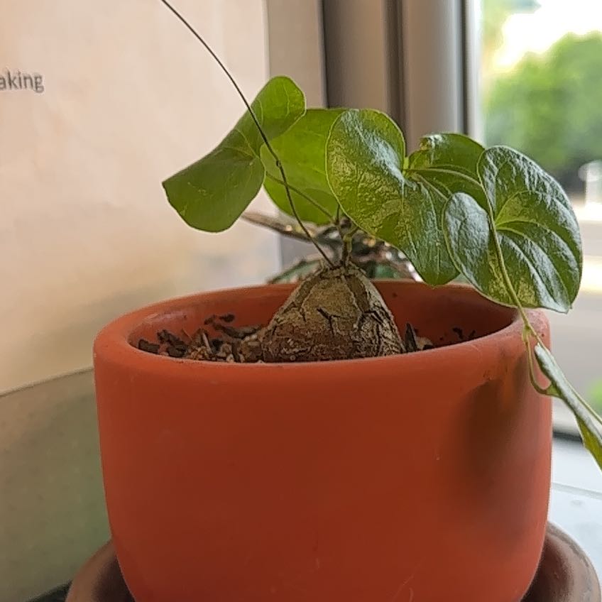 Photo of the plant species African Tortoise Plant by @WiredTukauki61 named Tiny Tim on Greg, the plant care app
