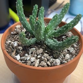 Photo of the plant species Euphorbia inermis by @WiredTukauki61 named Elle on Greg, the plant care app