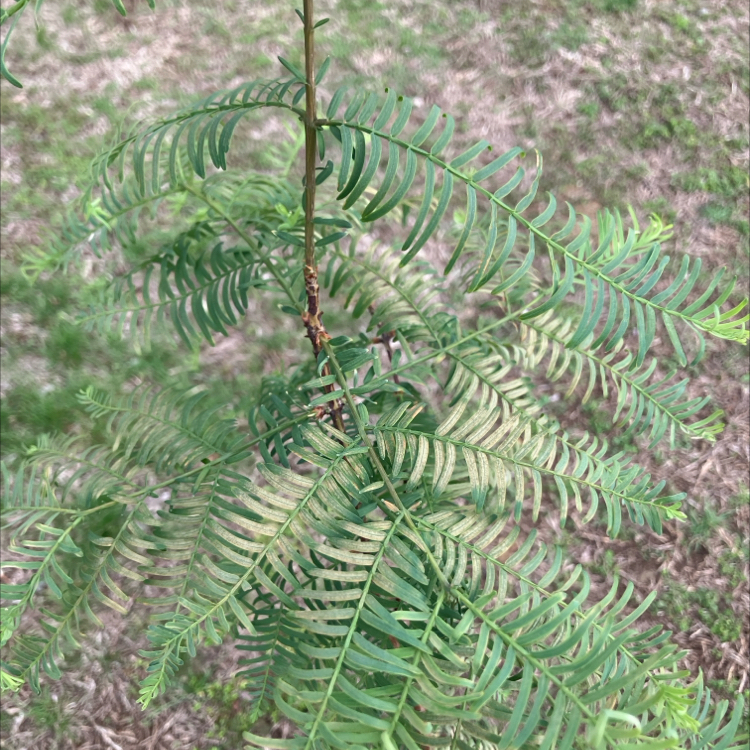 Photo of the plant species Dawn Redwood by @UnselfishCobnut named Hope on Greg, the plant care app