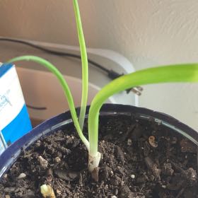 Photo of the plant species Nodding Onion by @LuvGardenKits named G.Onion on Greg, the plant care app