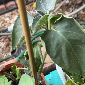 Photo of the plant species Sacred Datura by @CivicGuepinia28 named Keanu Leaves on Greg, the plant care app