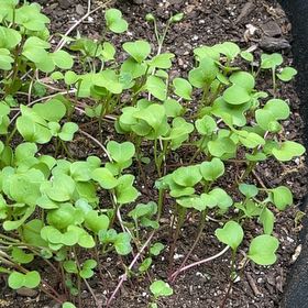 Photo of the plant species Radish by @CivicGuepinia28 named Rosa on Greg, the plant care app