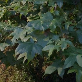 Photo of the plant species American Sweetgum by @Roselove named Sir Plancelot on Greg, the plant care app