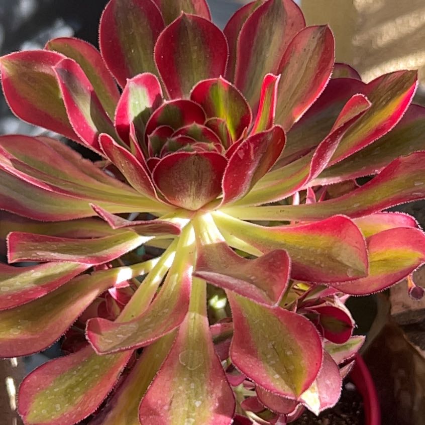 Photo of the plant species Aeonium 'Carnival' by @LeadRaintree46 named Denali on Greg, the plant care app