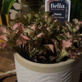 Photo of the plant species Pink Angel Nerve Plant by @LeadRaintree46 named Homer on Greg, the plant care app