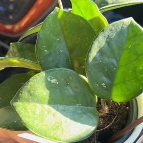 Photo of the plant species Speckled Hoya by @LeadRaintree46 named Ulysses S Plant on Greg, the plant care app