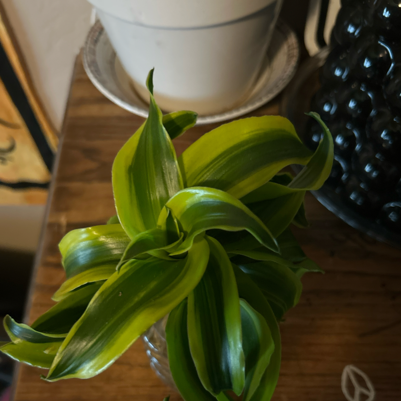 Photo of the plant species Dracaena Tornado Twisted by @LeadRaintree46 named Walt on Greg, the plant care app