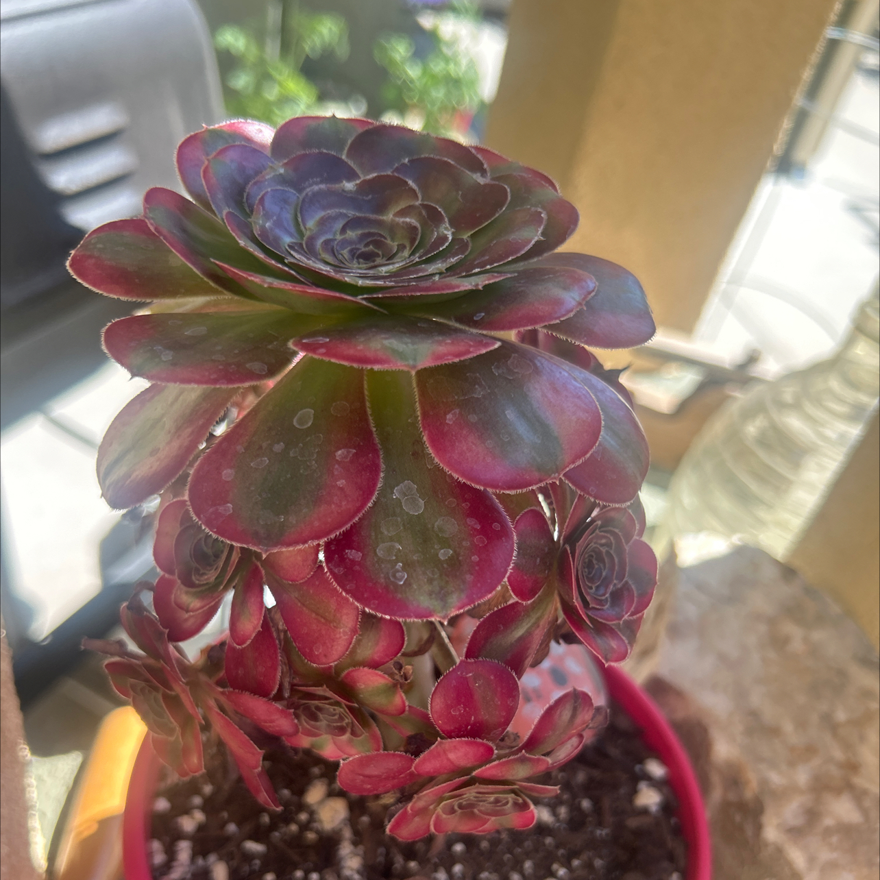 Photo of the plant species Aeonium 'Carnival' by @LeadRaintree46 named Denali on Greg, the plant care app