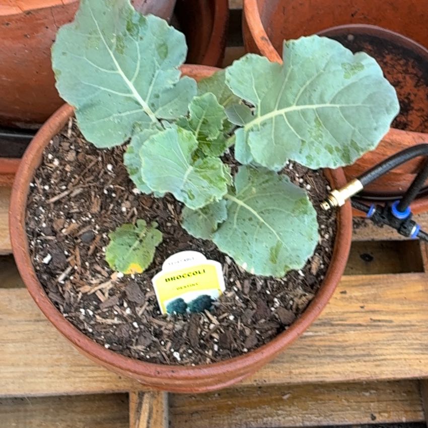 Photo of the plant species Broccoli by @ZanyAvocado64 named Diana on Greg, the plant care app