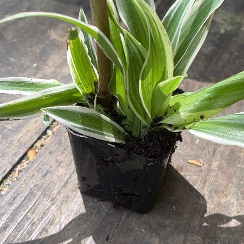 Photo of the plant species California False Hellebore by @WittyRedbetel41 named Keanu Leaves on Greg, the plant care app
