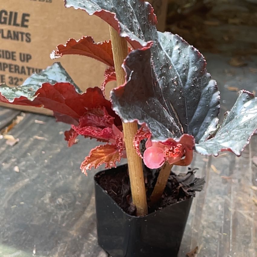 Photo of the plant species Clubbed Begonis by @WittyRedbetel41 named Beyonce on Greg, the plant care app