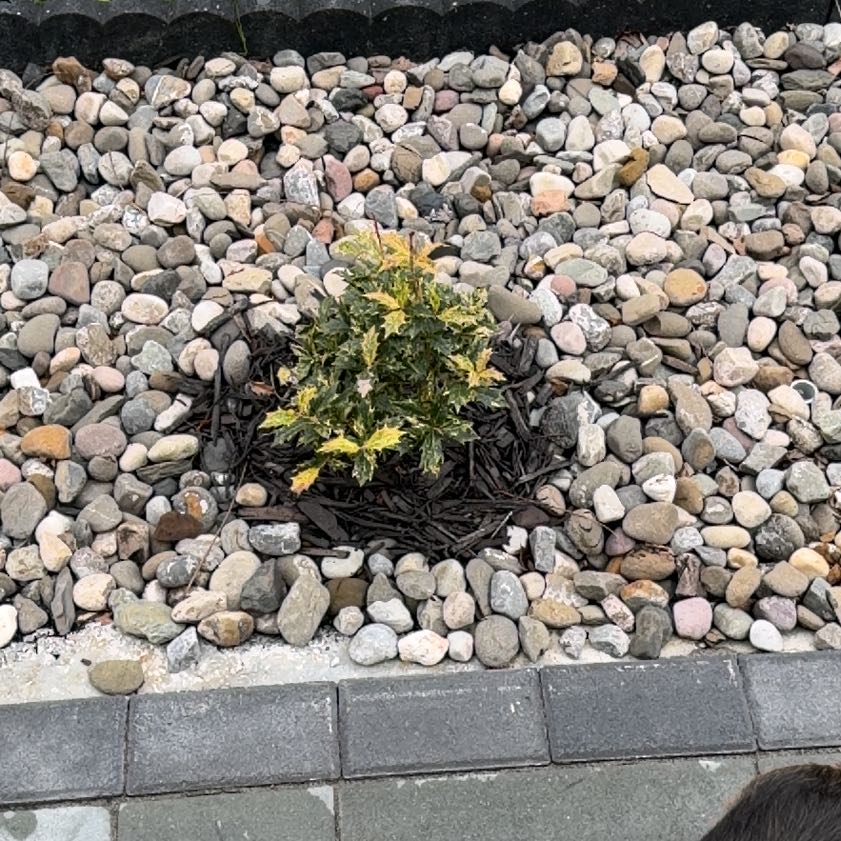 Photo of the plant species Holly Osmanthus by @LuckyPigfern71 named Harmony on Greg, the plant care app