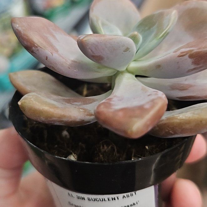 Photo of the plant species Graptopetalum 'Murasaki' by @Xyanoxantha54 named Lavender on Greg, the plant care app