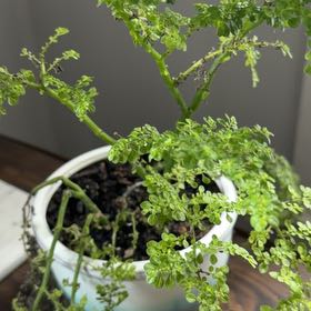 Photo of the plant species artillery plant by @DoodleBug3 named Demi on Greg, the plant care app