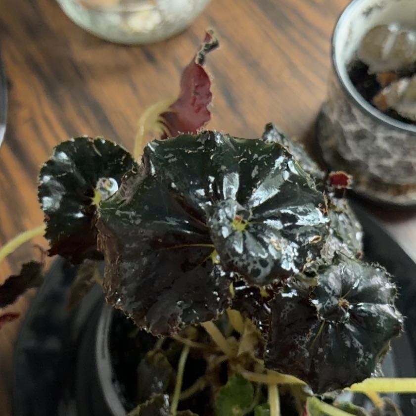 Photo of the plant species Begonia rex by @DoodleBug3 named Sherlock on Greg, the plant care app