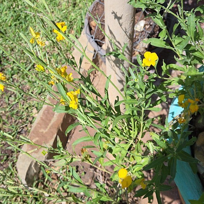 Photo of the plant species Shrubby Yellowcrest by @RuggedKamahi21 named Mando on Greg, the plant care app