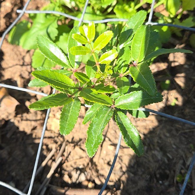 Photo of the plant species Brazilian Peppertree by @RuggedKamahi21 named Sanders on Greg, the plant care app