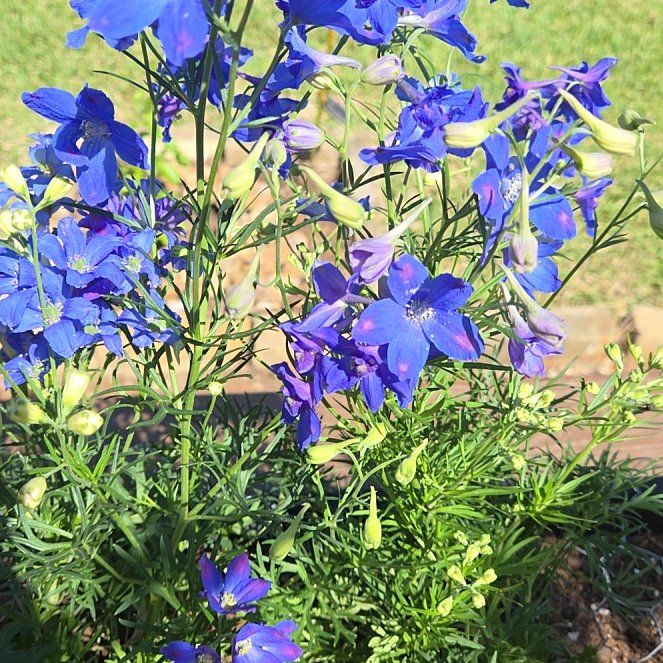 Photo of the plant species Siberian Larkspur by @RuggedKamahi21 named Sahara on Greg, the plant care app