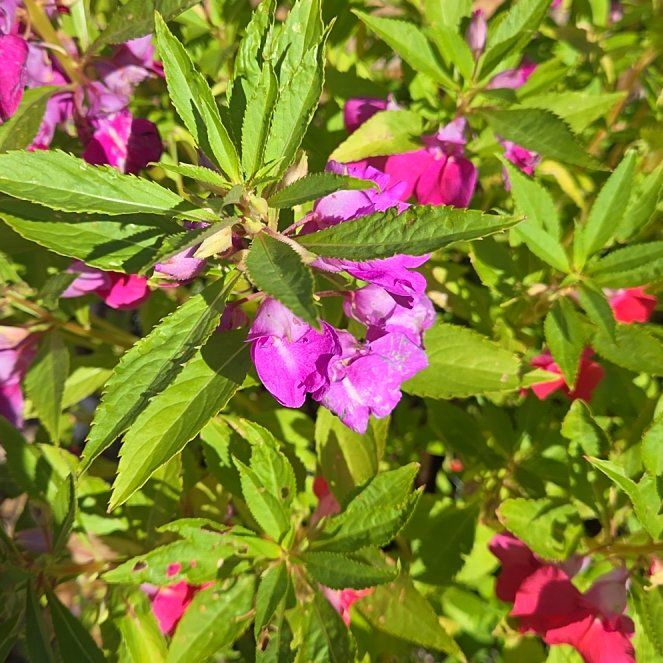 Photo of the plant species Balsam by @RuggedKamahi21 named Hemingway on Greg, the plant care app