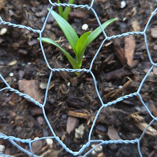 Photo of the plant species Orchid by @RuggedKamahi21 named Foxxy on Greg, the plant care app