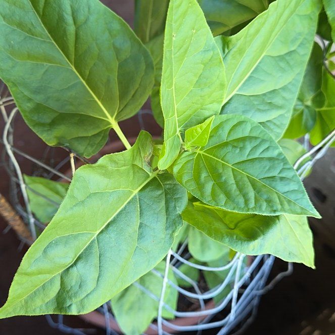 Photo of the plant species Wild Four O'Clock by @RuggedKamahi21 named Bodhi on Greg, the plant care app