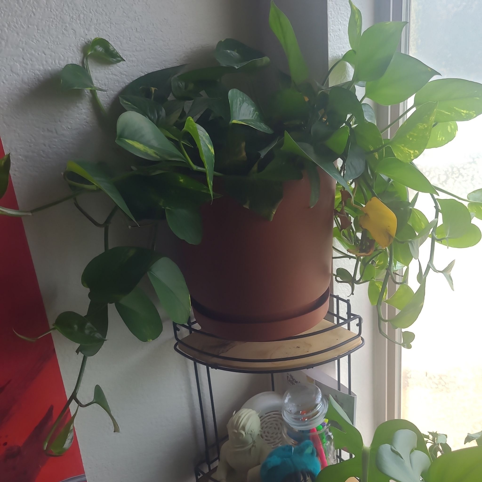 Photo of the plant species Lily of the Valley Tree by @RoundStingray72 named Dolores on Greg, the plant care app