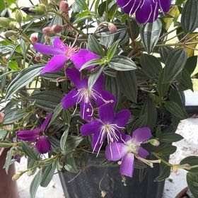 Photo of the plant species Pleroma urvilleanum by @RichlyTarbush59 named Delilah on Greg, the plant care app