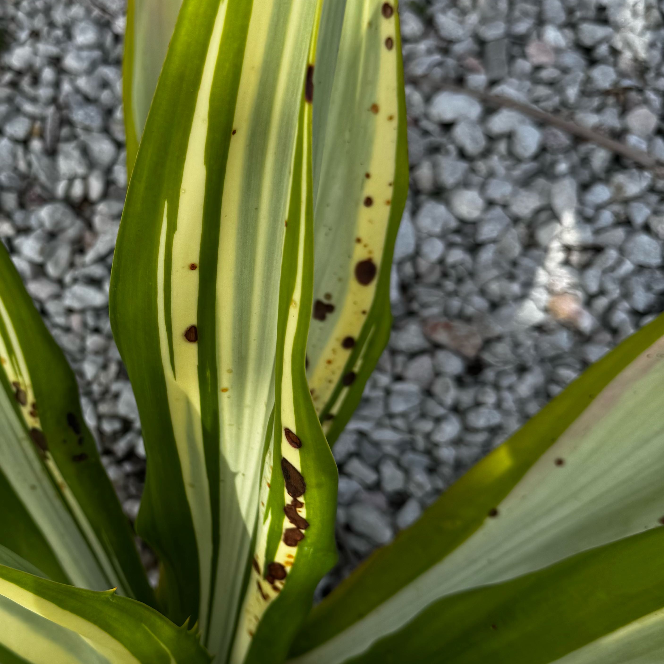 Photo of the plant species Mauritius Hemp by @ObligingAgave named Elle on Greg, the plant care app