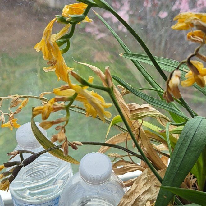 Photo of the plant species Common Freesia by @SpiffyWoreya2 named Forrest on Greg, the plant care app