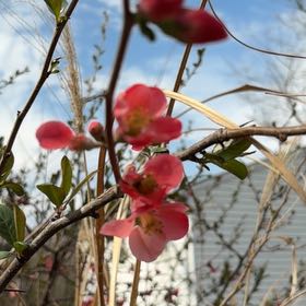 Photo of the plant species Flowering Quince by @DefiantBlue45 named Navajo on Greg, the plant care app