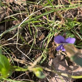 Photo of the plant species Common Dog Violet by @DefiantBlue45 named Duke on Greg, the plant care app