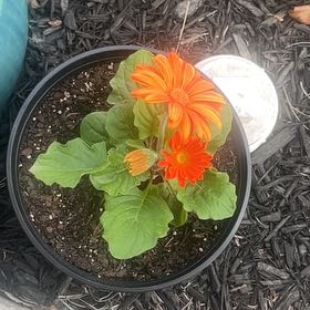 Photo of the plant species Mexican Sunflower by @GloriousMahoe1 named Naomi on Greg, the plant care app