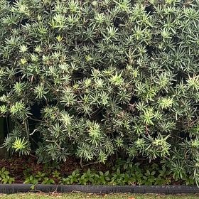 Photo of the plant species English Yew by @PetFantasy69 named Emerson on Greg, the plant care app