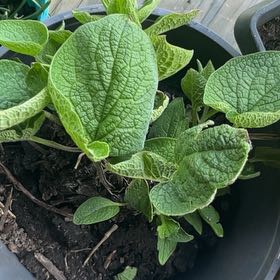 Photo of the plant species False Forget-Me-Not by @DollCat46 named Leonardo on Greg, the plant care app