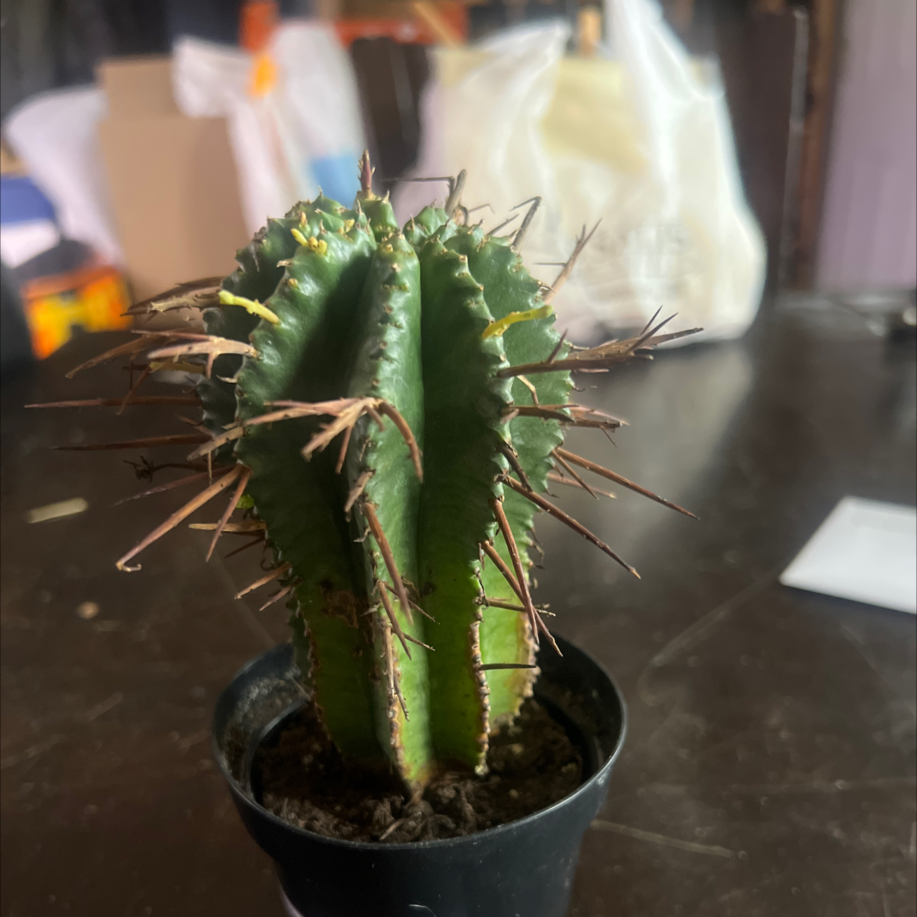 Photo of the plant species Euphorbia horrida noorsveldensis by @WinSquash98 named Spencer on Greg, the plant care app