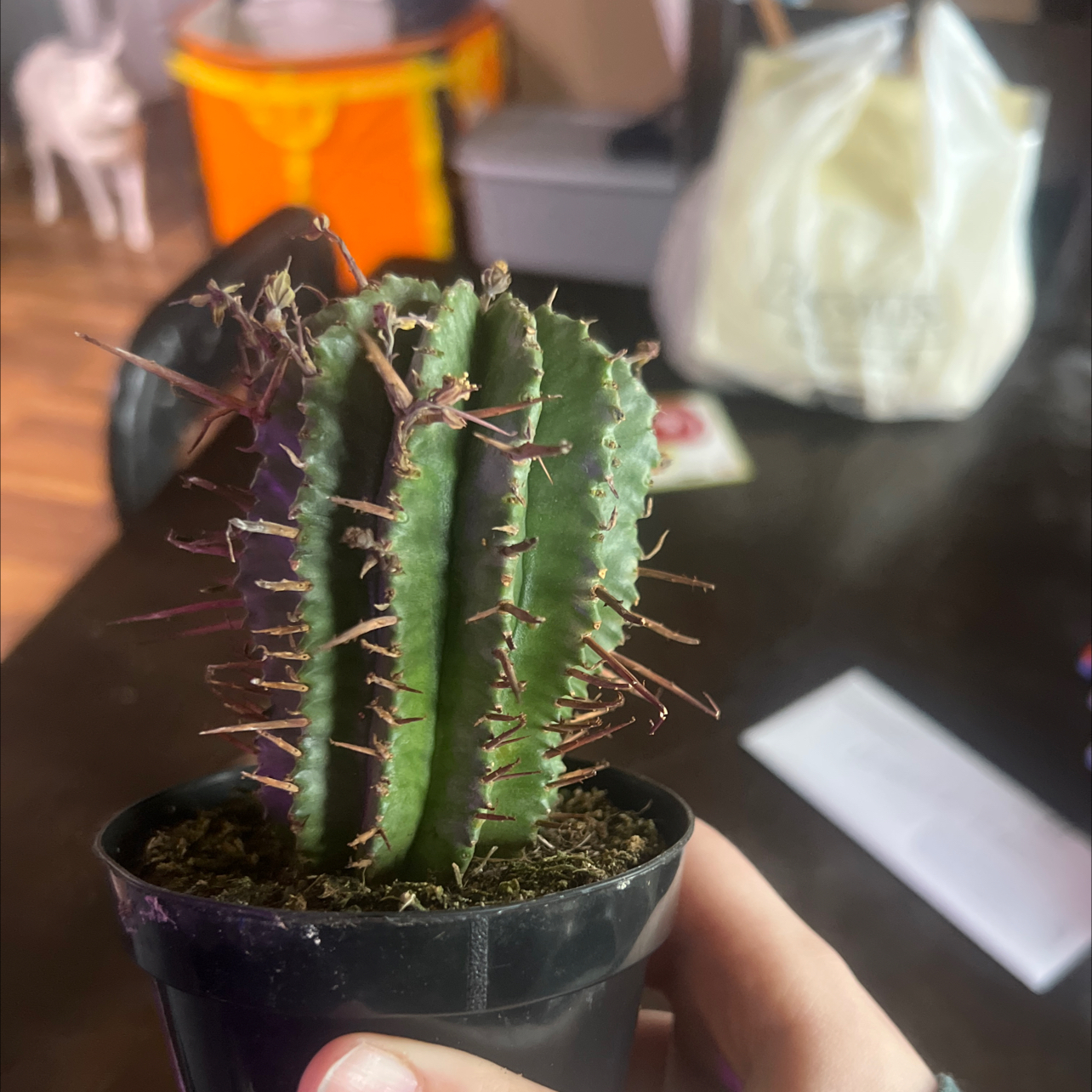 Photo of the plant species Euphorbia horrida noorsveldensis by @WinSquash98 named Bowen on Greg, the plant care app