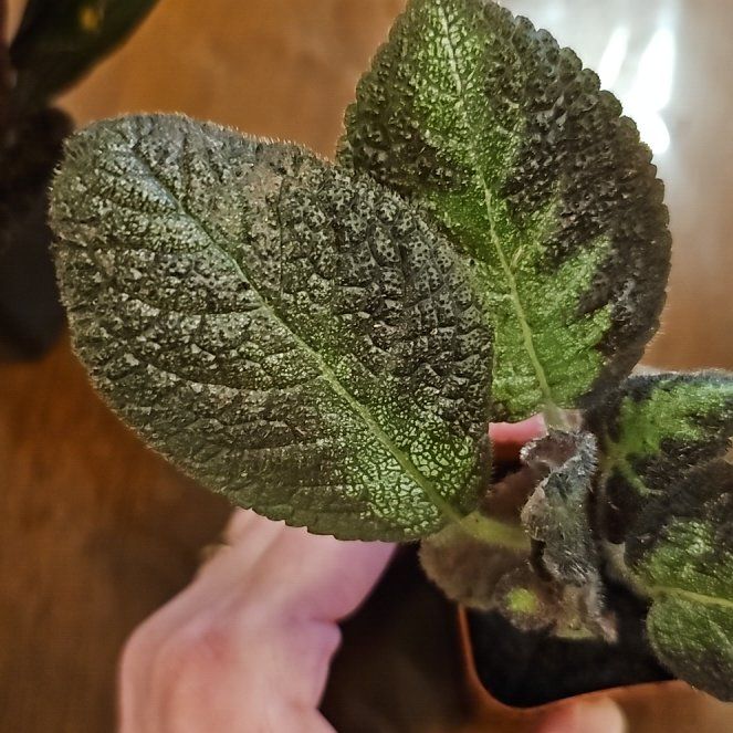 Photo of the plant species Flannel Bush by @SugarFanmoss5 named Sage on Greg, the plant care app