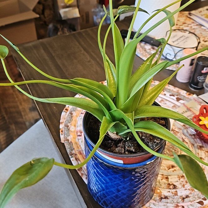Photo of the plant species Alocasia Tiny Dancers by @VaultingWeed70 named Spike Leaves on Greg, the plant care app