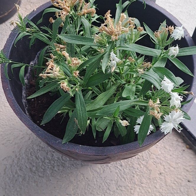 Photo of the plant species Michaelmas Daisy by @CuriousRedfir35 named Miley on Greg, the plant care app