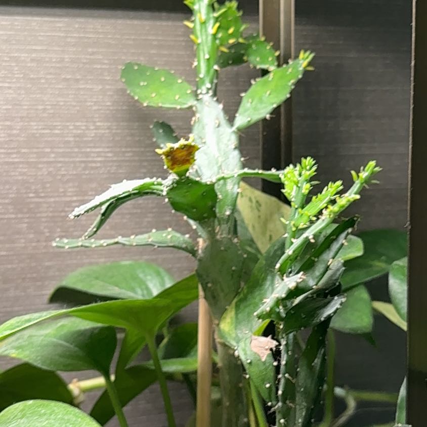 Photo of the plant species Fishwort by @Mikala named Ulysses S Plant on Greg, the plant care app