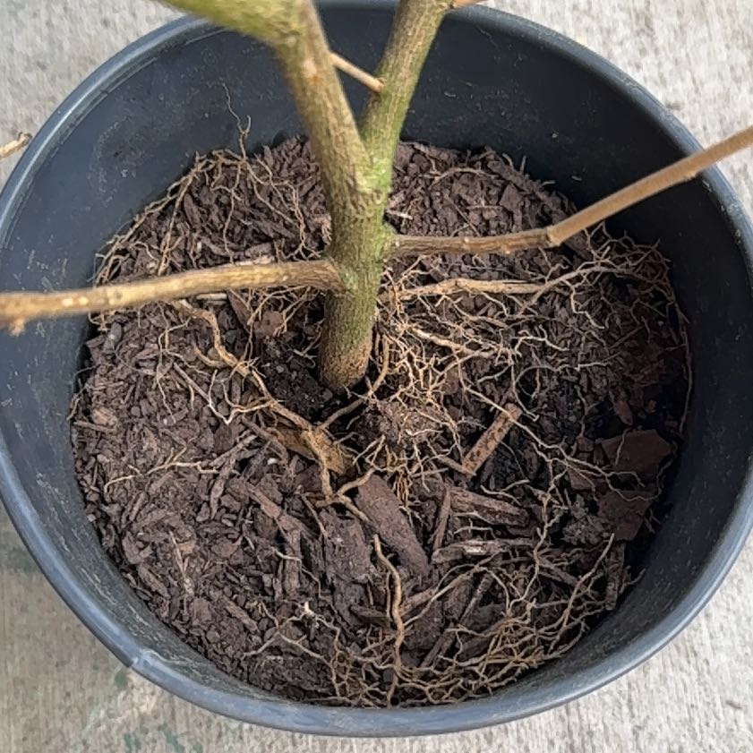 Photo of the plant species Lime Tree by @DearSuncup86 named Louie the Lime Tree on Greg, the plant care app